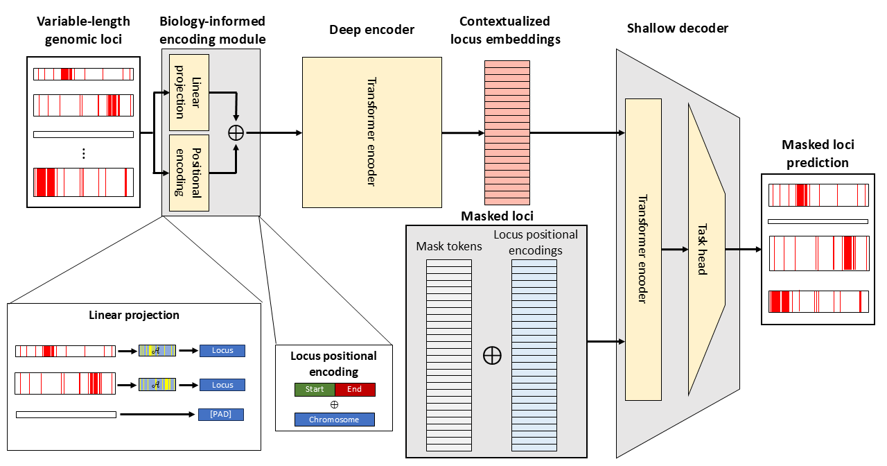 A schematic of the foundation model architecture.
